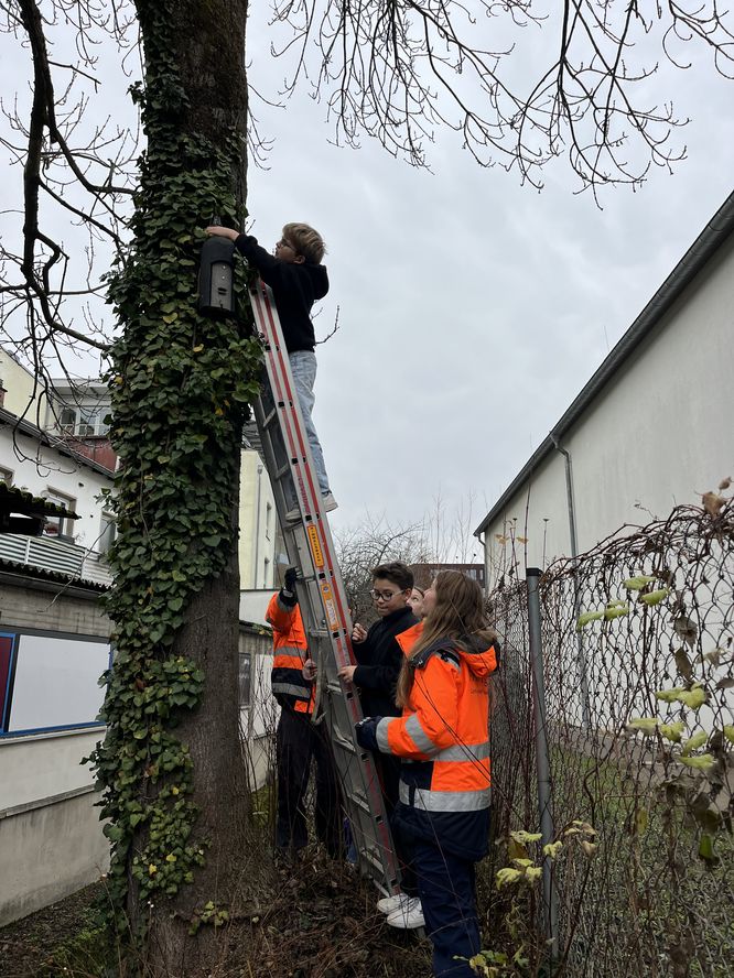 Schülerinnen und Schüler reinigen und kontrollieren Nistkästen