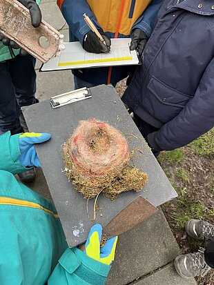 Nest aus Nistkasten
