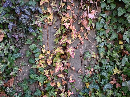 Foto von Efeuranken an einer Wand